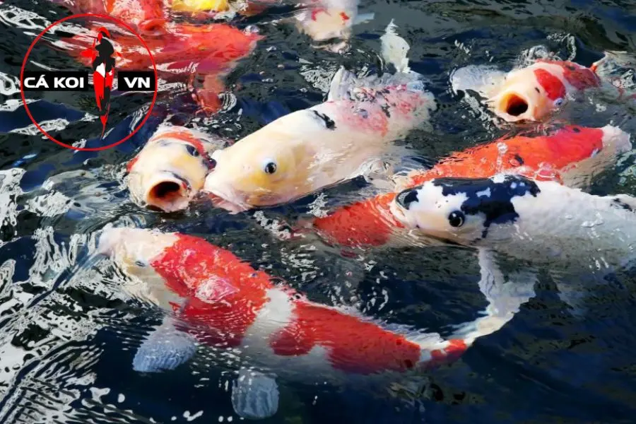 #Cách Phân Biệt Cá Koi Nhật Và Cá Koi Lai: Điểm Giống Và Khác Nhau