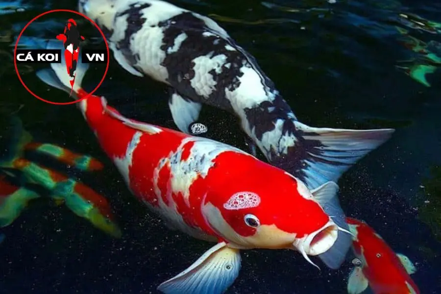 phân biệt cá Koi Nhật và cá Koi lai