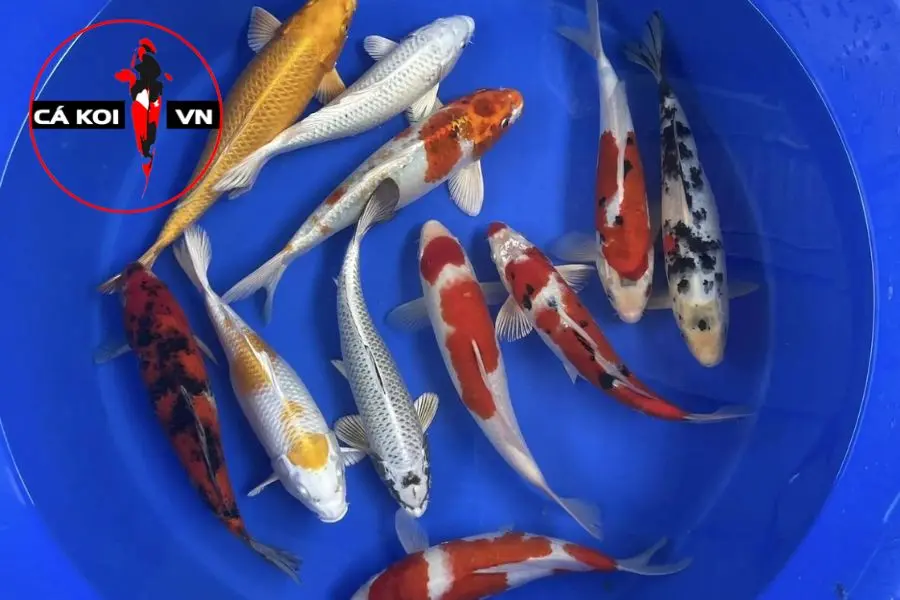 phân biệt cá Koi Nhật và Việt