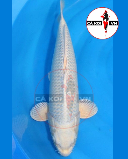 Cá Koi Platinum Ogon F1 Size Vừa