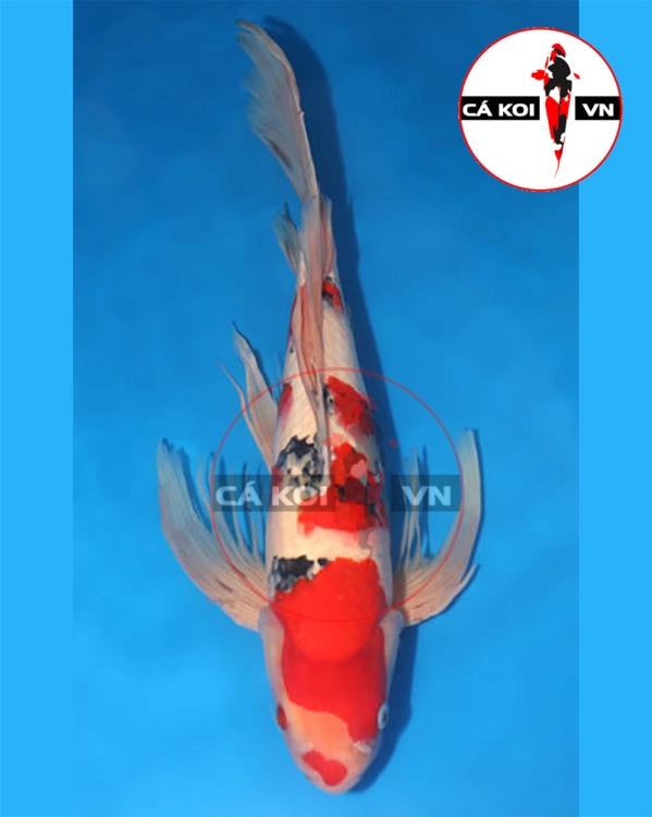 Cá Koi Bướm Sanke ( vảy thường )