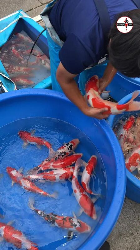 giá bán cá koi phụ thuộc Năm sinh của cá Koi 