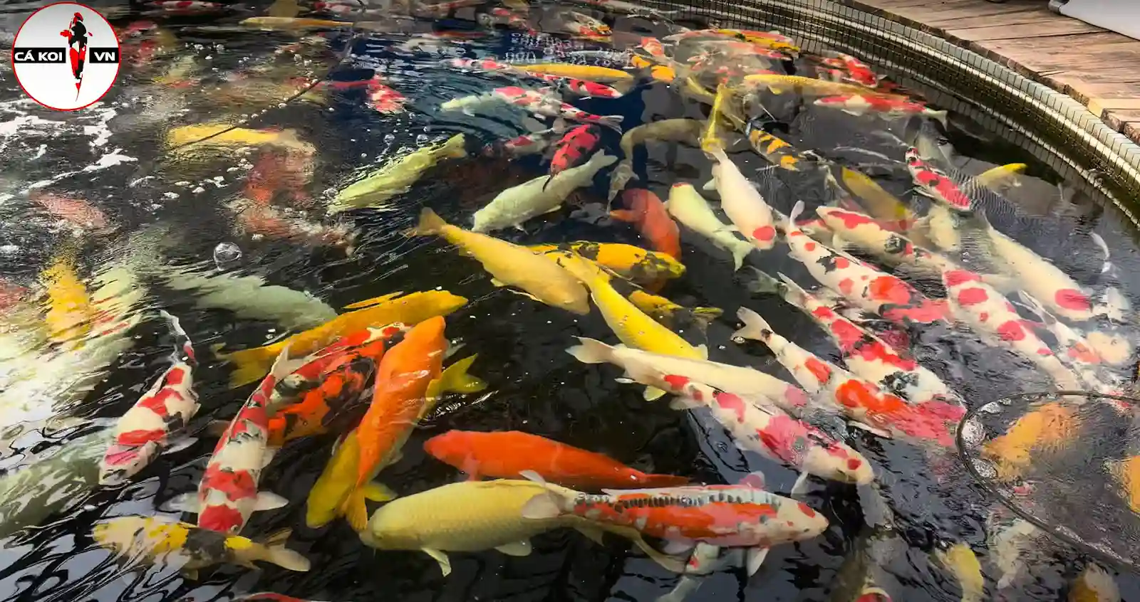 Maruhiro Koi Farm