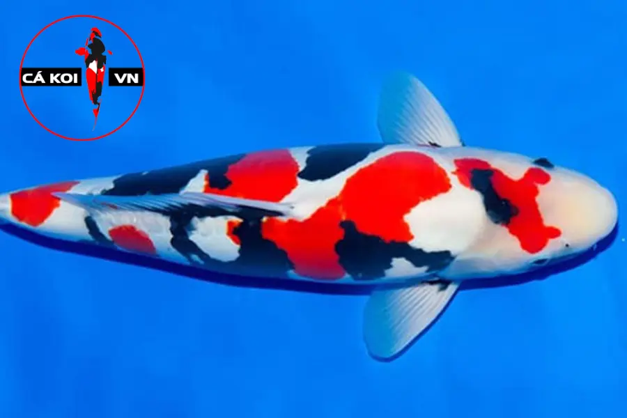 Tìm Hiểu Tên Các Loại Cá Koi Nhật Phổ Biến Nhất Hiện Nay