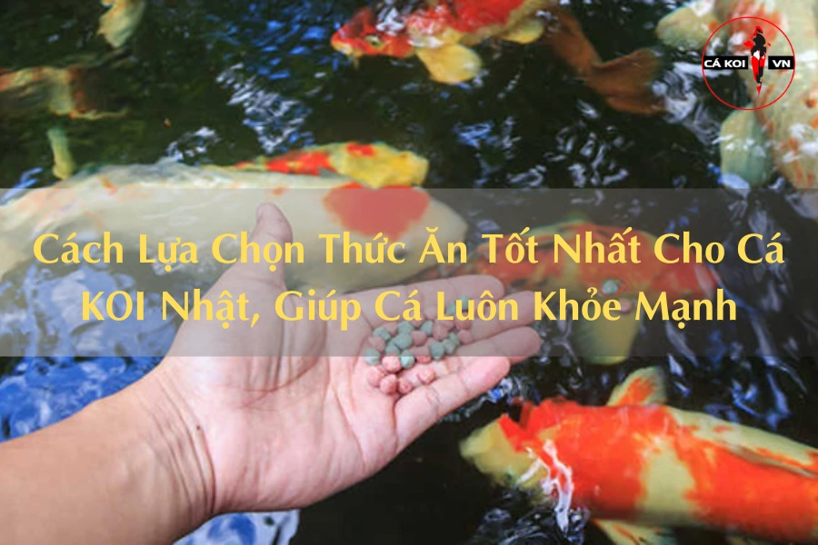 Cách Lựa Chọn Thức Ăn Tốt Nhất Cho Cá KOI Nhật, Giúp Cá Luôn Khỏe Mạnh