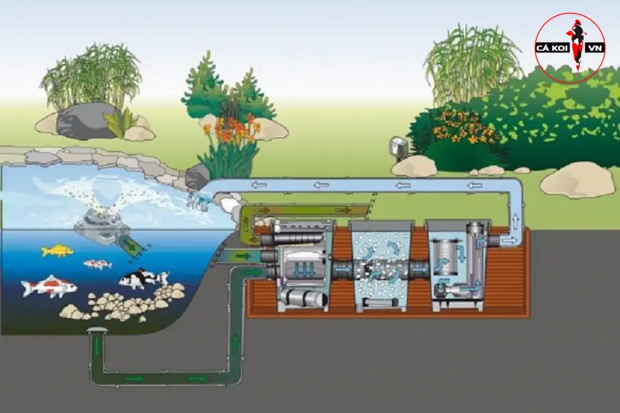 những câu hỏi thường gặp khi xây dựng hồ cá Koi