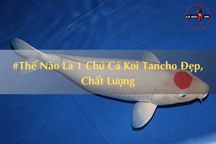 #Thế Nào Là 1 Chú Cá Koi Tancho Đẹp, Chất Lượng
