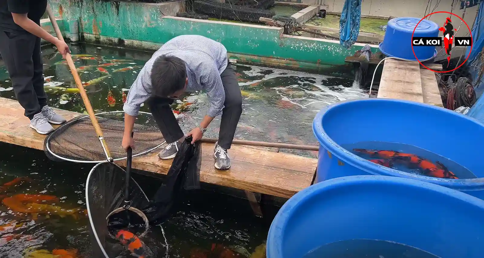 trại cá Koi Marusei Koi farm