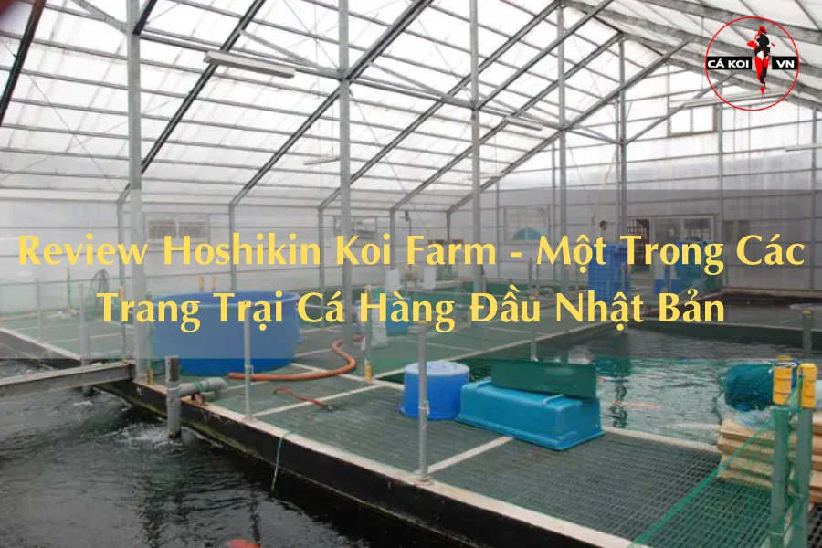 Review Hoshikin Koi Farm - Một Trong Các Trang Trại Cá Hàng Đầu Nhật Bản