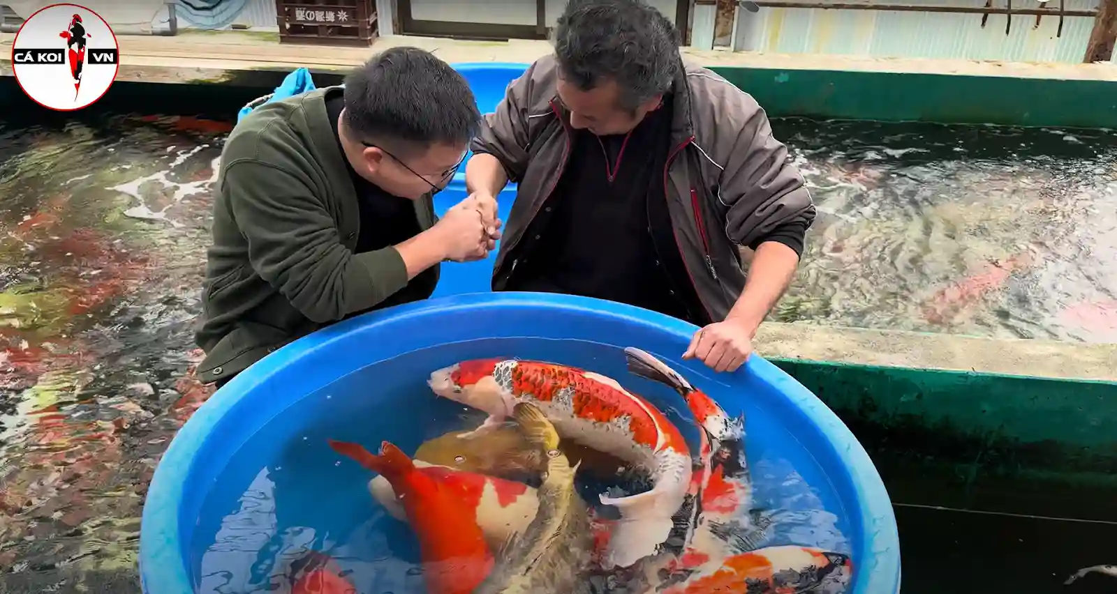 Maruhiro Koi Farm