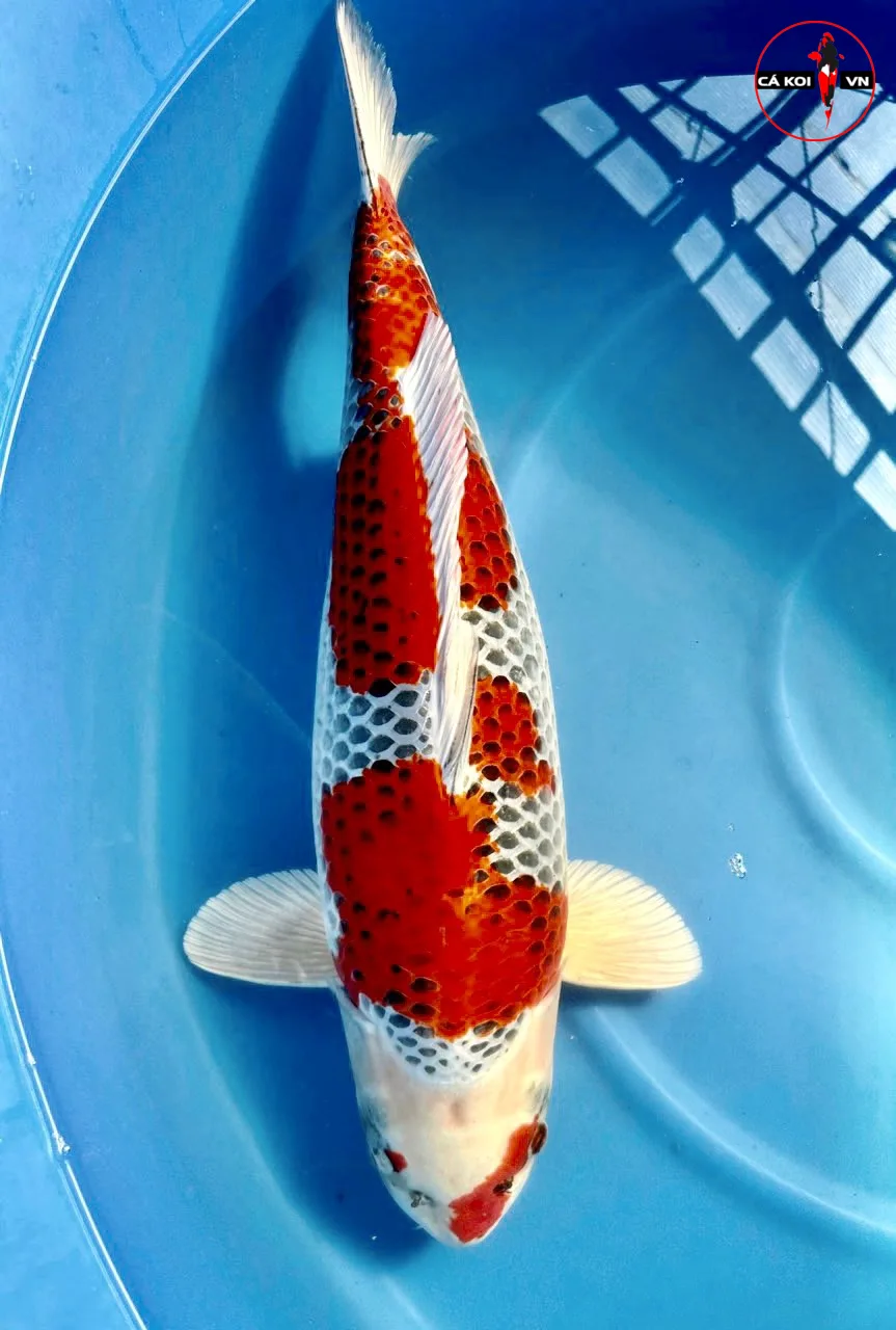 đánh giá cá koi KujaKu chất lượng 
