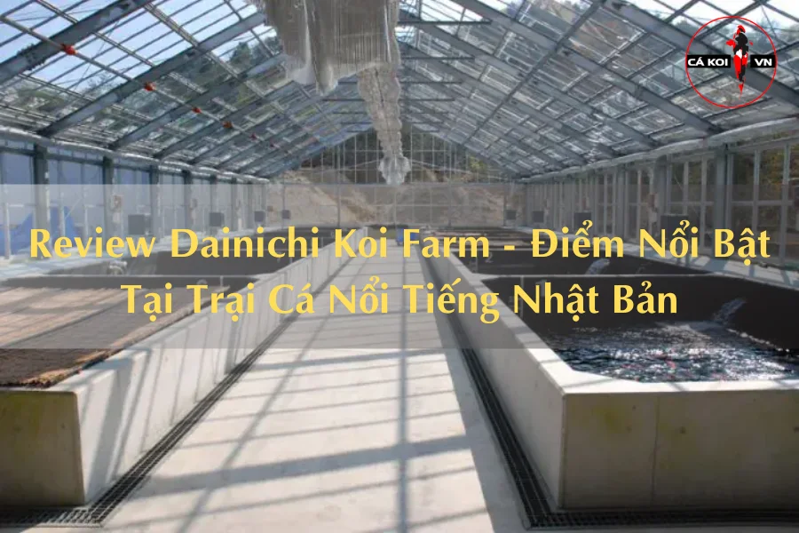 Review Dainichi Koi Farm - Điểm Nổi Bật Tại Trại Cá Nổi Tiếng Nhật Bản