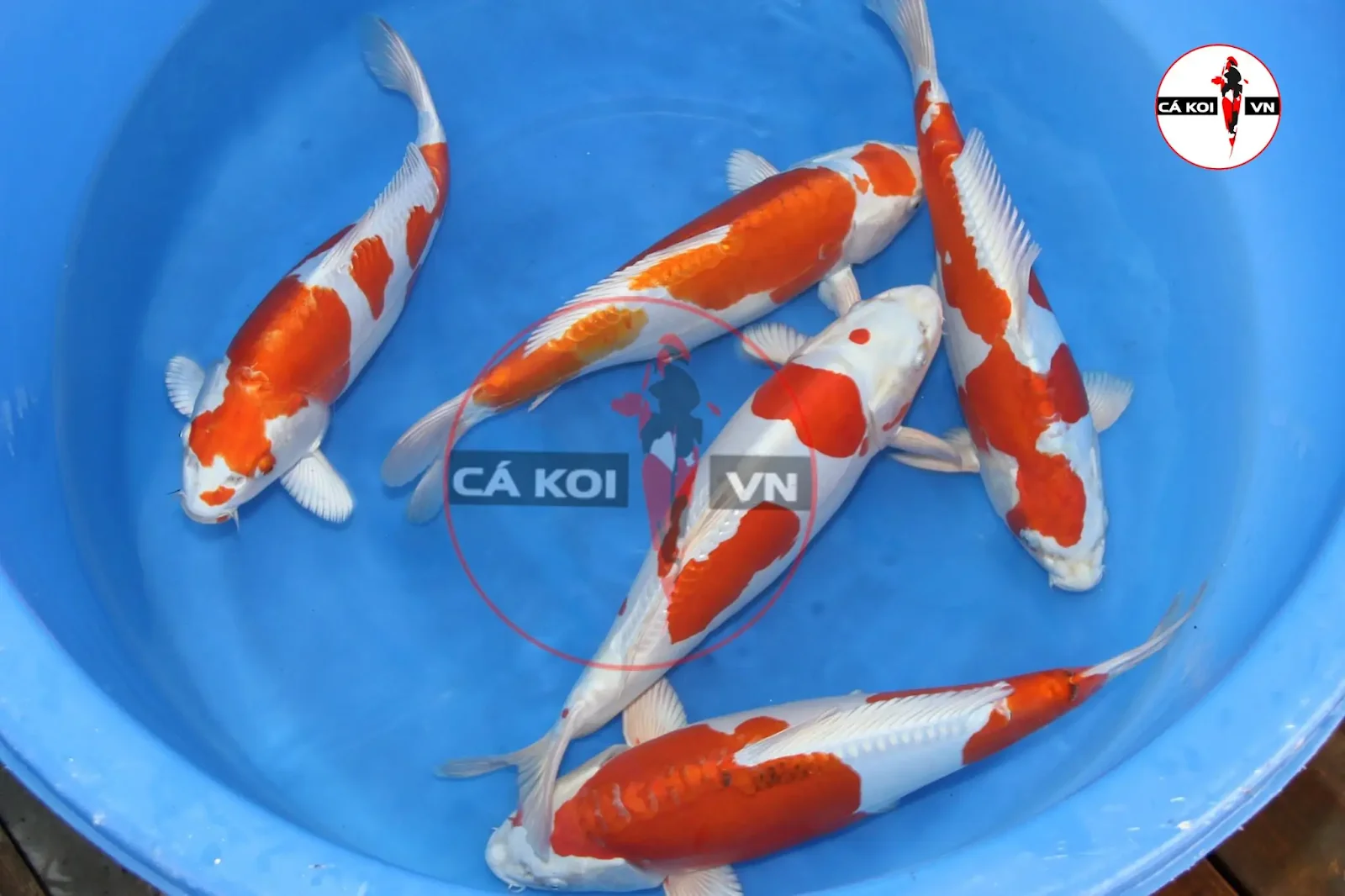 cá koi mới mua về không chịu ăn