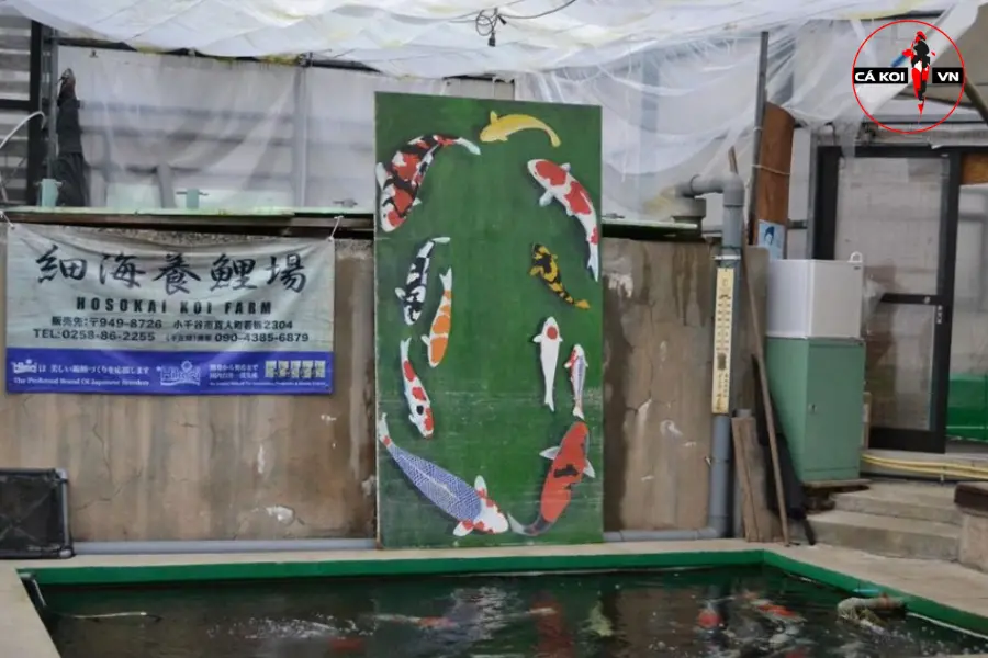 Hosokai Koi Farm