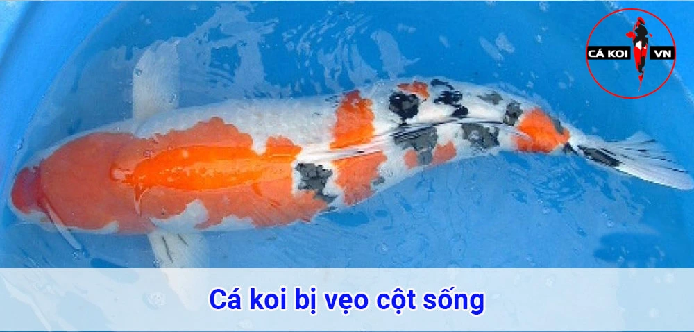 cá koi bị vẹo cột sống