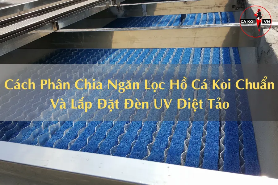 Hướng Dẫn Cách Phân Chia Ngăn Lọc Hồ Cá Koi Và Lắp Đặt Đèn UV Diệt Tảo