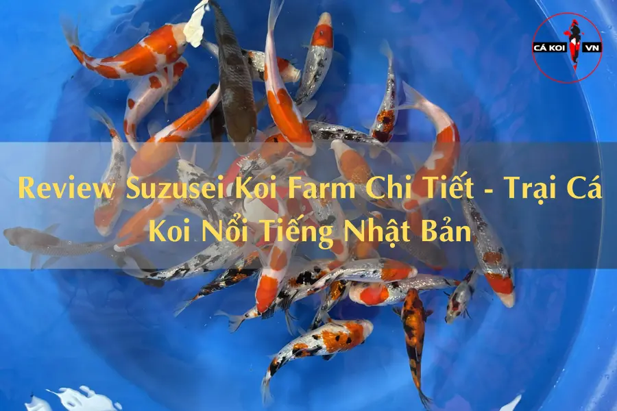 Review Suzusei Koi Farm Chi Tiết - Trại Cá Koi Nổi Tiếng Nhật Bản