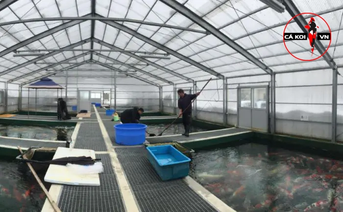 Marusei Koi farm