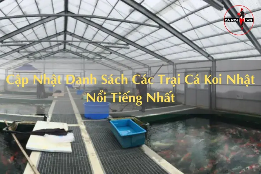 Cập Nhật Danh Sách Các Trại Cá Koi Nhật Nổi Tiếng Nhất