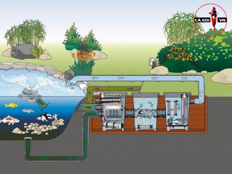 cải tạo hệ thống lọc nước hồ cá koi