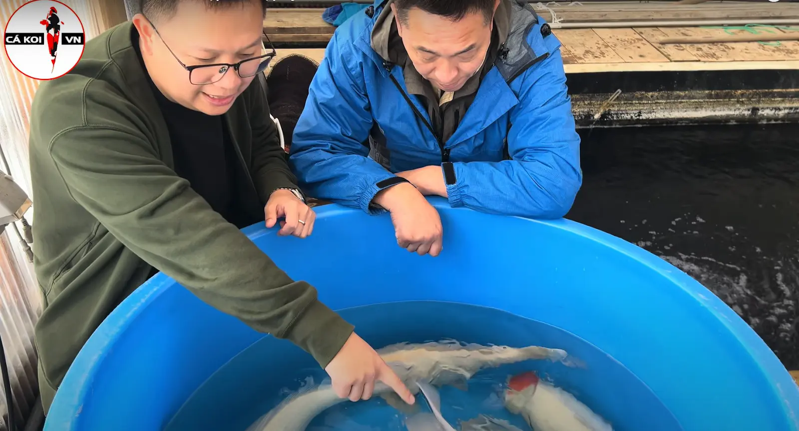 trại cá koi Hoshikin koi farm