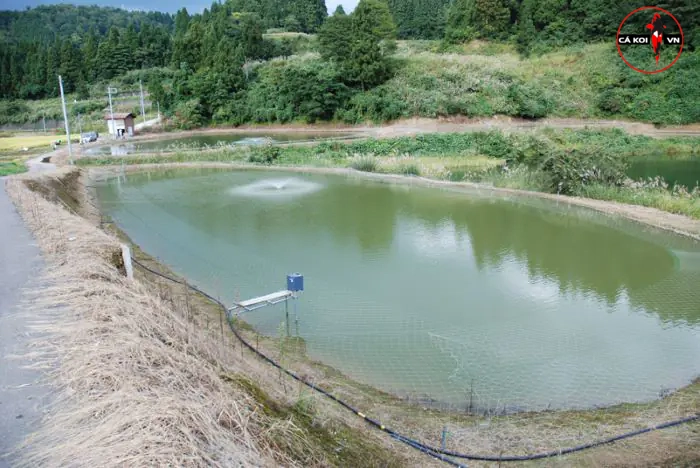 trại cá koi Hoshikin koi farm