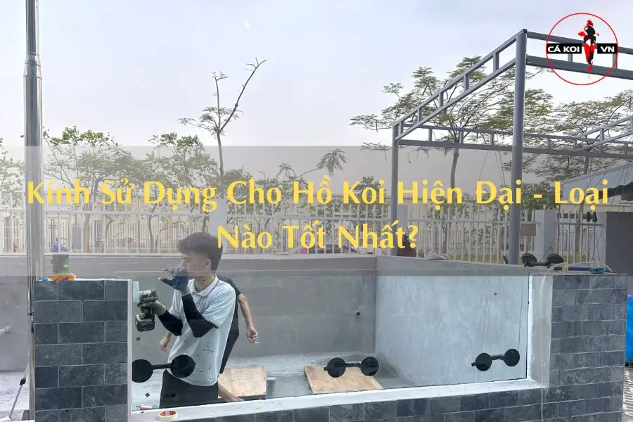 Kính Sử Dụng Cho Hồ Koi Hiện Đại - Loại Nào Tốt Nhất?