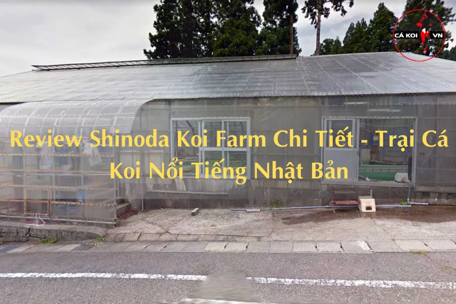 Review Shinoda Koi Farm Chi Tiết - Trại Cá Koi Nổi Tiếng Nhật Bản