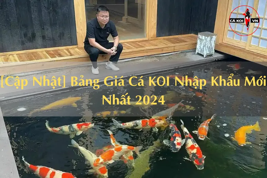 [Cập Nhật] Bảng Giá Cá KOI Nhập Khẩu Mới Nhất 2024