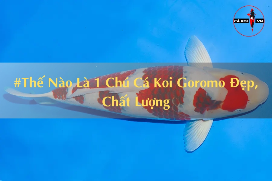 #Thế Nào Là 1 Chú Cá Koi Goromo Đẹp, Chất Lượng