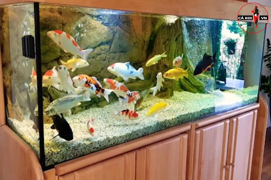 mẫu hồ cá koi trong nhà