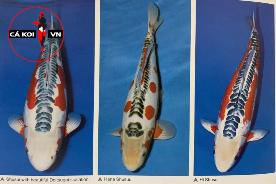 tên các loại cá Koi Nhật
