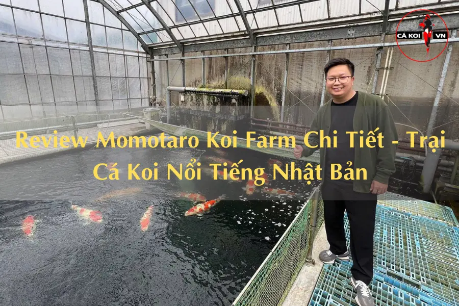 Review Momotaro Koi Farm Chi Tiết - Trại Cá Koi Nổi Tiếng Nhật Bản