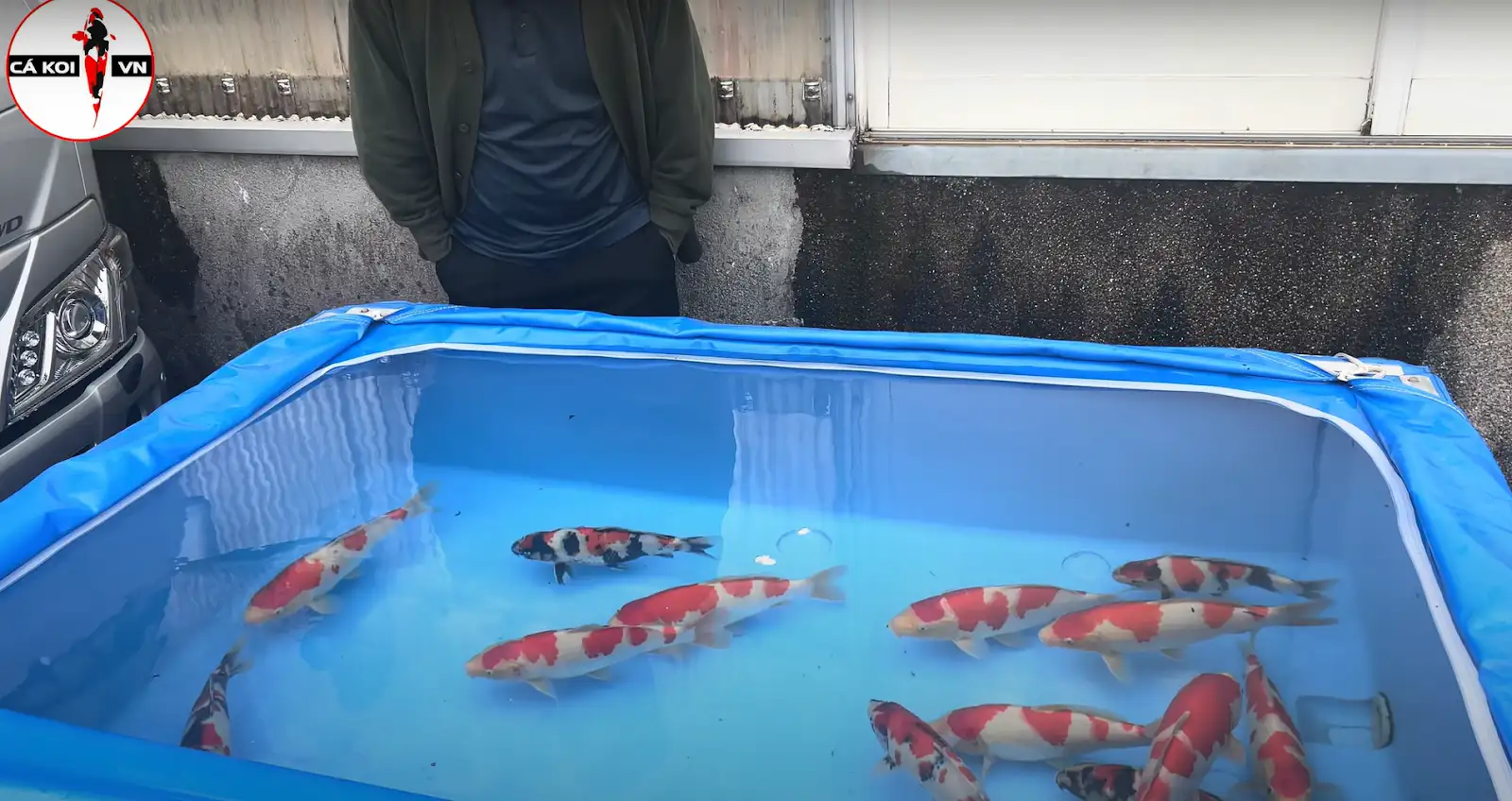 trại cá koi Hoshikin koi farm