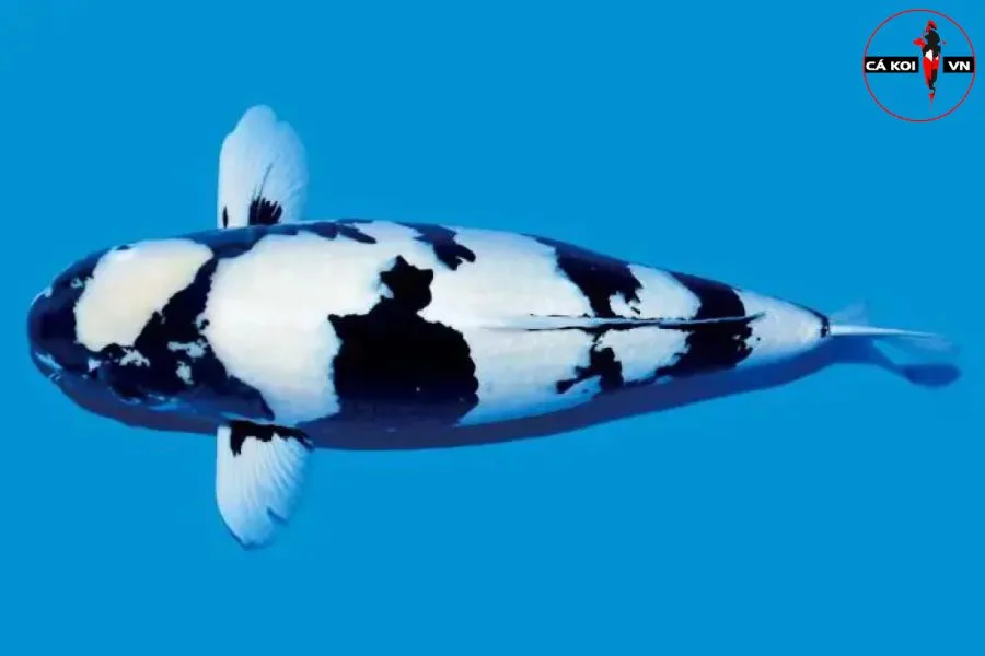 #Nguồn Gốc, Đặc Điểm Của Cá Koi Shiro Utsuri Nhập Khẩu 