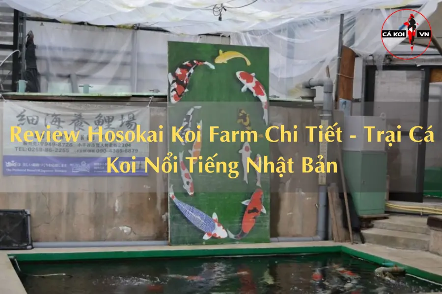 Review Hosokai Koi Farm Chi Tiết - Trại Cá Koi Nổi Tiếng Nhật Bản