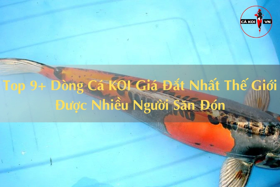 Top 9+ Dòng Cá KOI Giá Đắt Nhất Thế Giới Được Nhiều Người Săn Đón