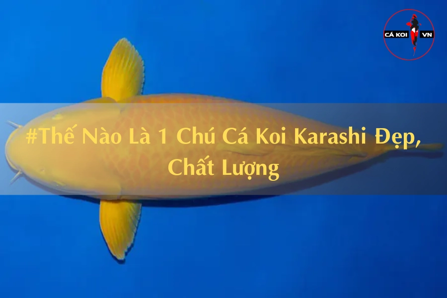 #Thế Nào Là 1 Chú Cá Koi Karashi Đẹp, Chất Lượng