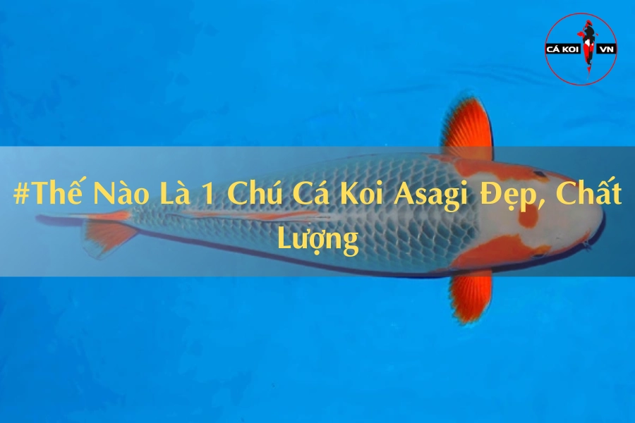 #Thế Nào Là 1 Chú Cá Koi Asagi Đẹp, Chất Lượng
