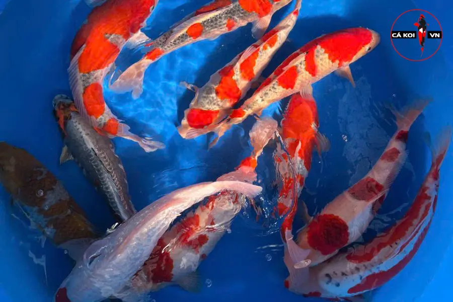 Hosokai Koi Farm