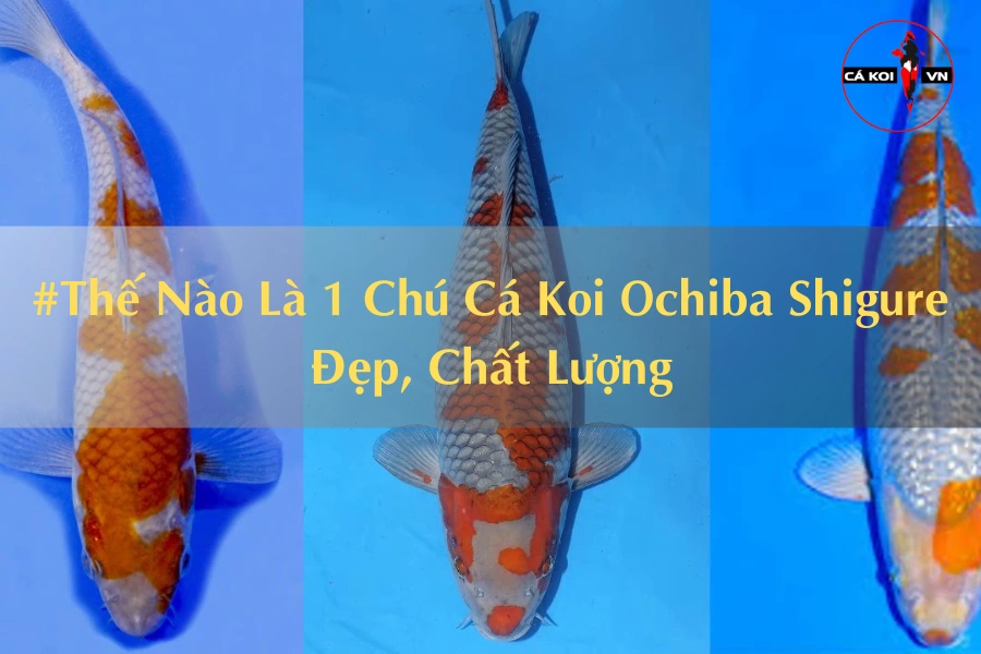 #Thế Nào Là 1 Chú Cá Koi Ochiba Shigure Đẹp, Chất Lượng