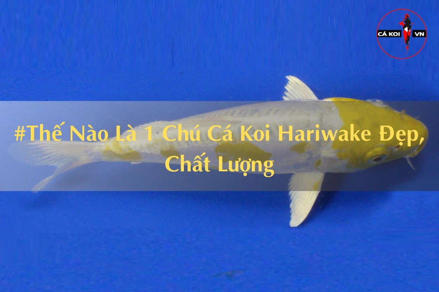 #Thế Nào Là 1 Chú Cá Koi Hariwake Đẹp, Chất Lượng