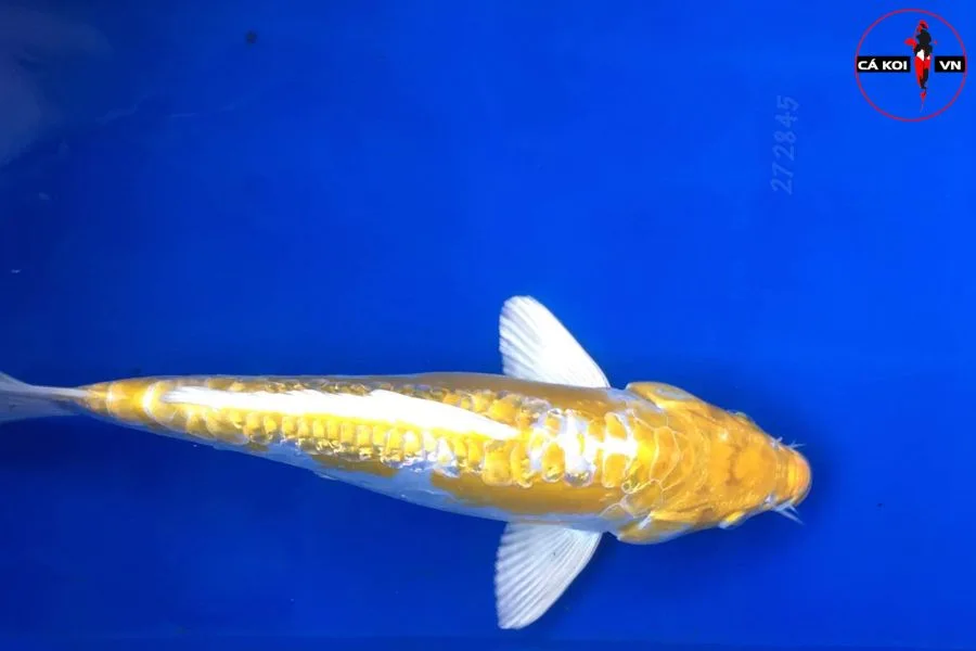 #Cá Koi Hariwake : Nguồn Gốc, Đặc Điểm Và Cách Nhận Biết