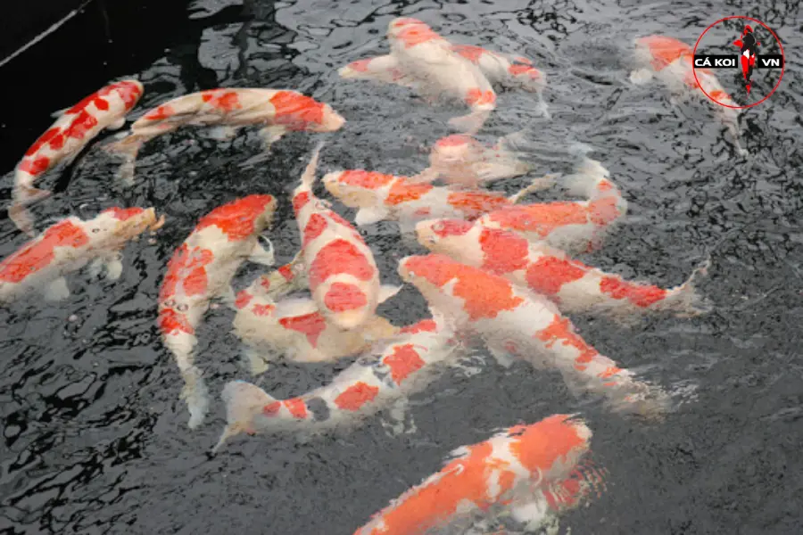 Hosokai Koi Farm