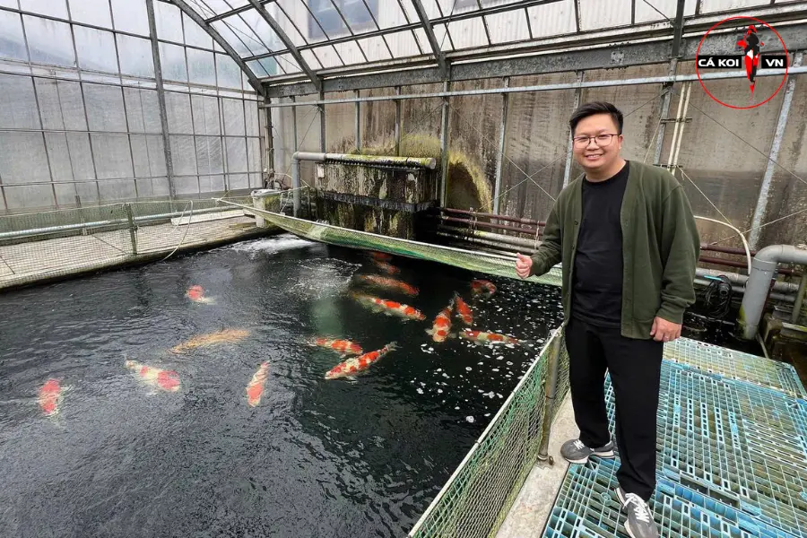 Momotaro Koi Farm