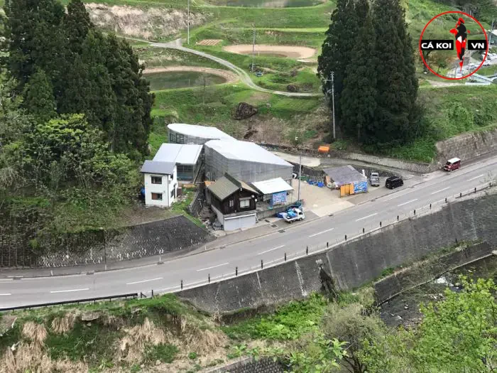 Maruhiro Koi Farm