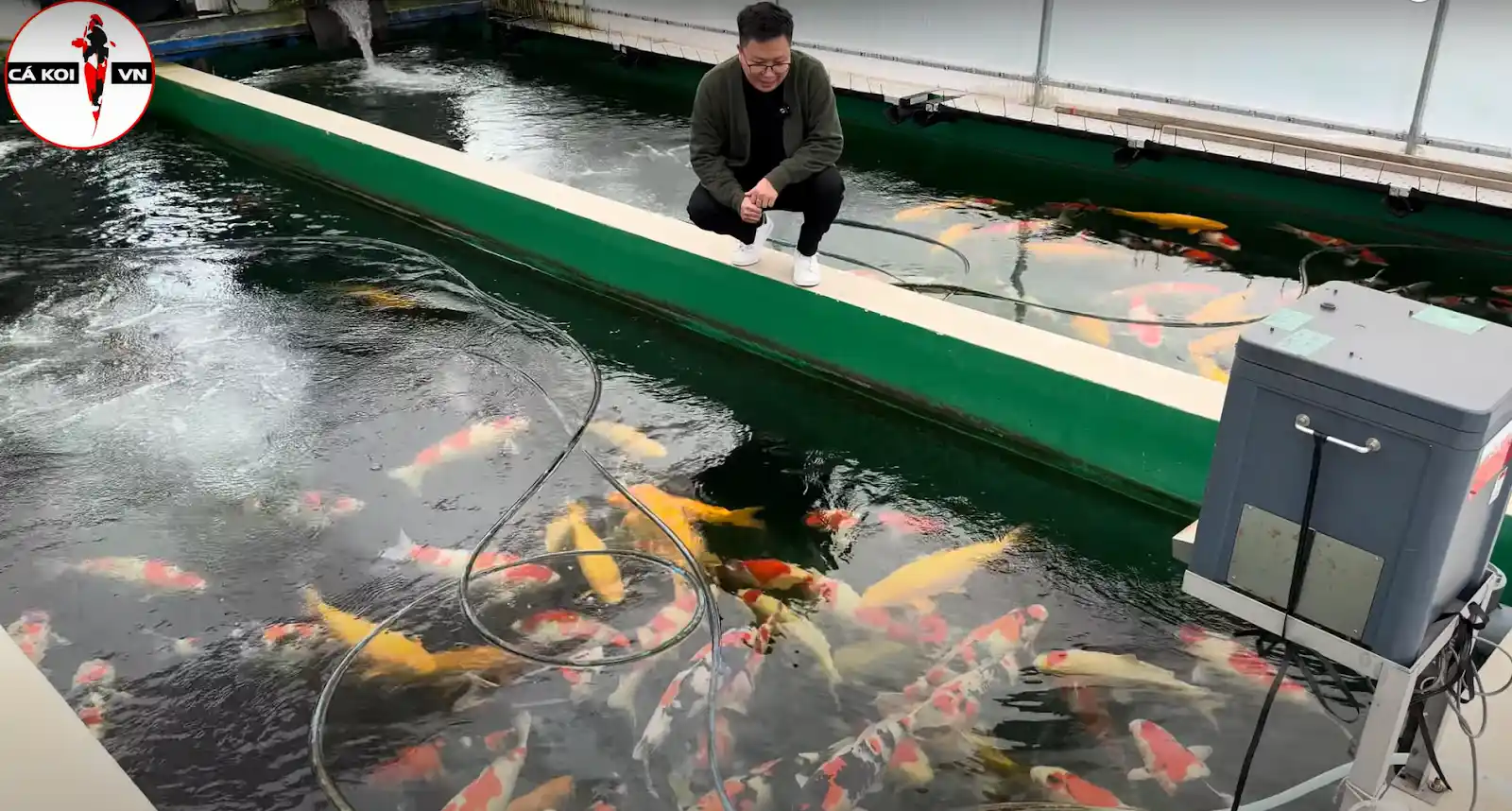 Trại cá koi Dainichi koi farm