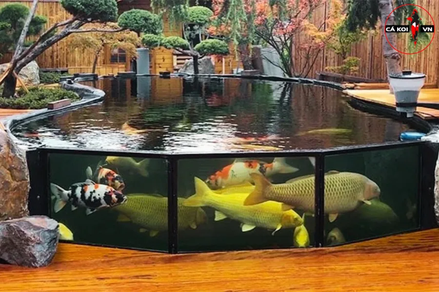 bể cá koi bằng kính