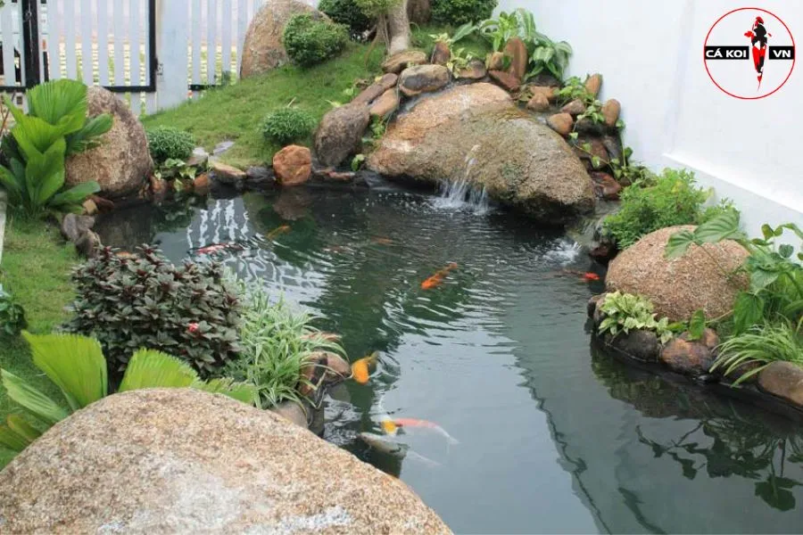 thiết kế hồ cá koi sân vườn