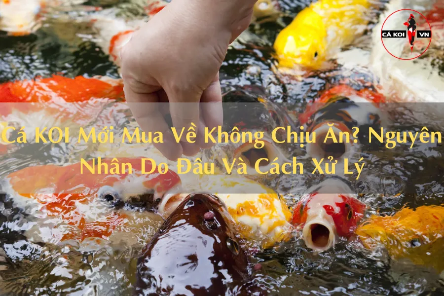 Cá KOI Mới Mua Về Không Chịu Ăn? Nguyên Nhân Do Đâu Và Cách Xử Lý